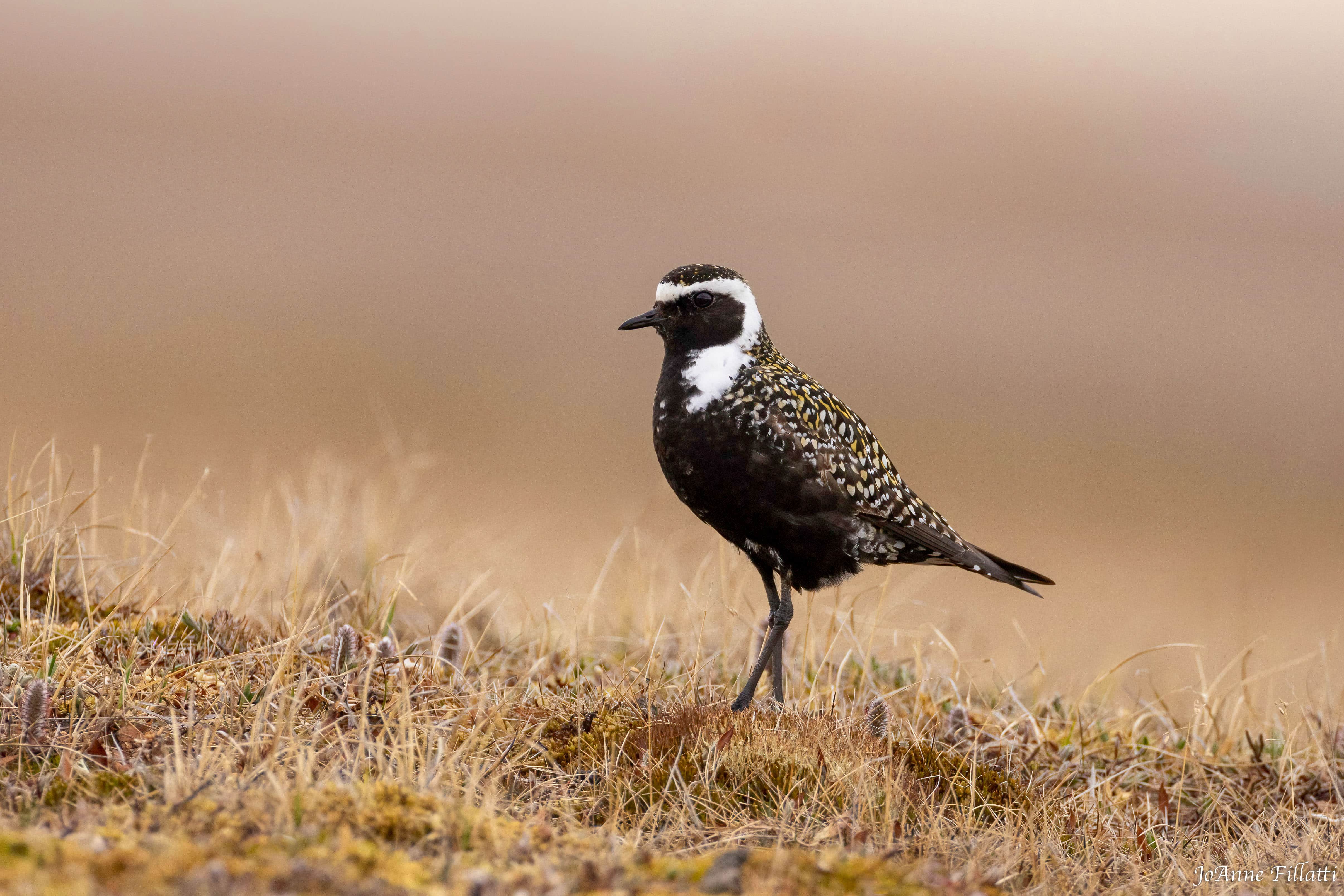 bird of Utqiagvik image 17